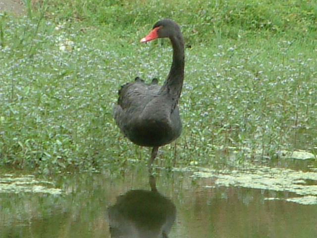 Cigno nero cittadino